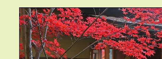 鐘山苑のもみじ